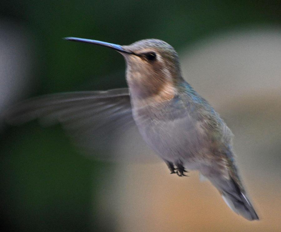 Juvenile Annas Hummingbird In Flight Photograph by Jay Milo