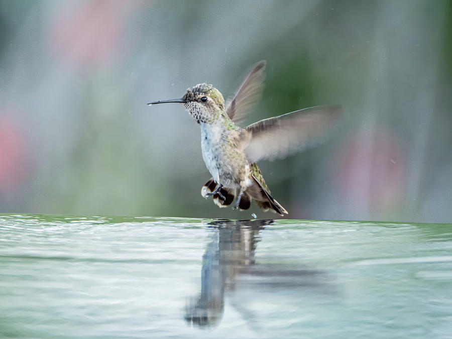 Juvenile Annas Hummingbird Photograph by Tam Ryan