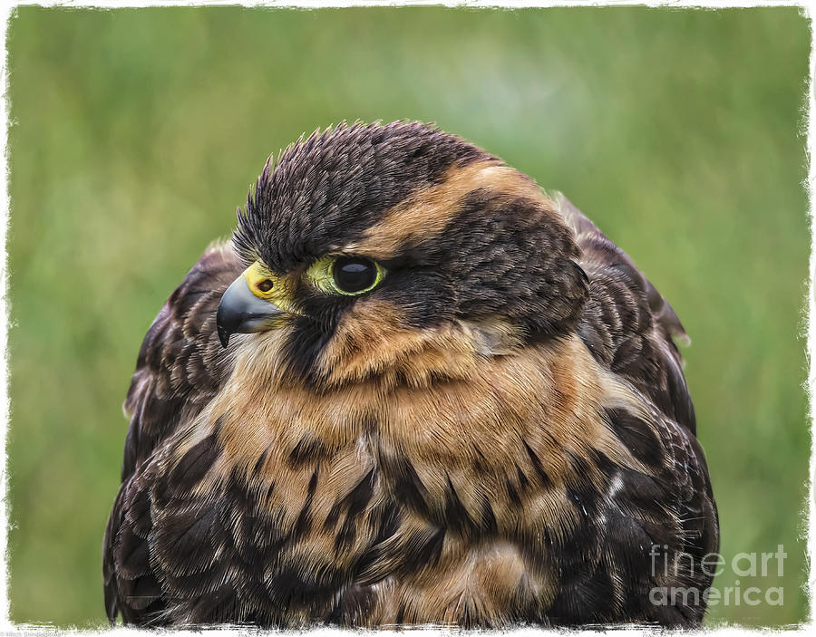 Juvenile Aplomado Falcon Photograph by Mitch Shindelbower