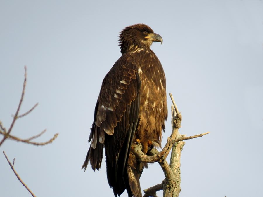 Juvenile bald eagle 1 Photograph by Dennis McCarthy