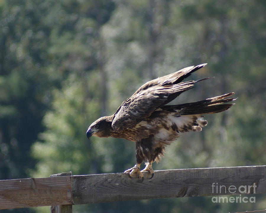 Juvenile Bald Eagle 2 Photograph by Theresa Cangelosi