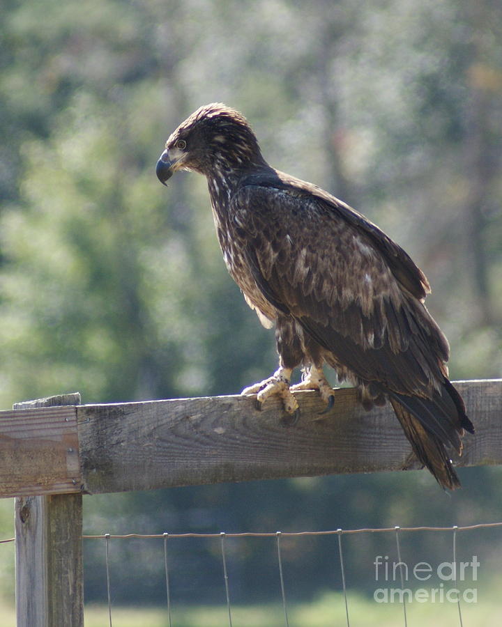 Juvenile Bald Eagle 3 Photograph by Theresa Cangelosi
