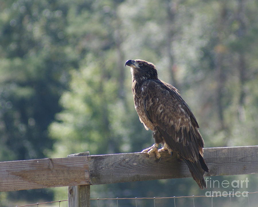 Juvenile Bald Eagle 4 listening Photograph by Theresa Cangelosi