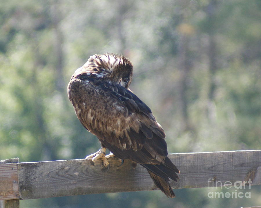 Juvenile Bald Eagle 4 Preening Photograph by Theresa Cangelosi