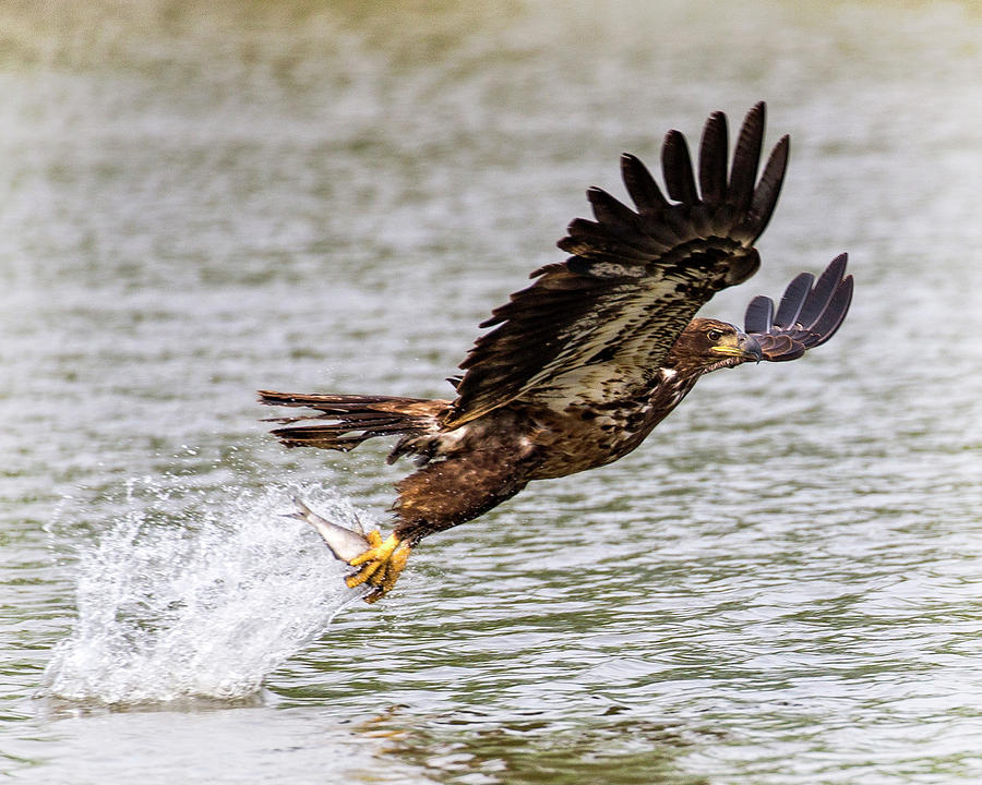 Juvenile Bald Eagle  Photograph by Alan Raasch