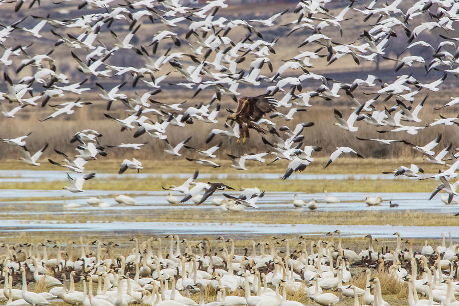 Juvenile Bald Eagle and Snow Geese Photograph by Marc Crumpler