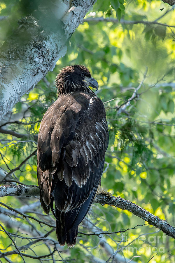 Juvenile Bald Eagle Photograph by Cheryl Baxter