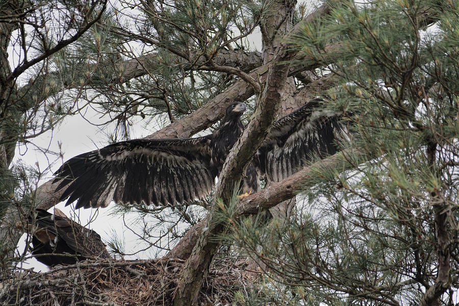 Juvenile Bald Eagle Chick At The Nest In Shiloh Tennessee 052120152467 Photograph