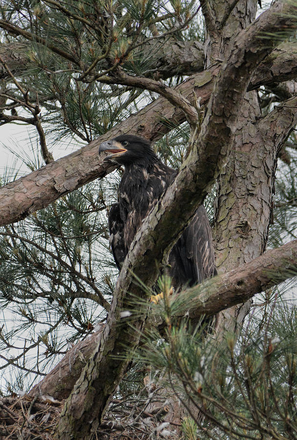 Juvenile Bald Eagle Chick In Shiloh Tennessee 052120152480 Photograph