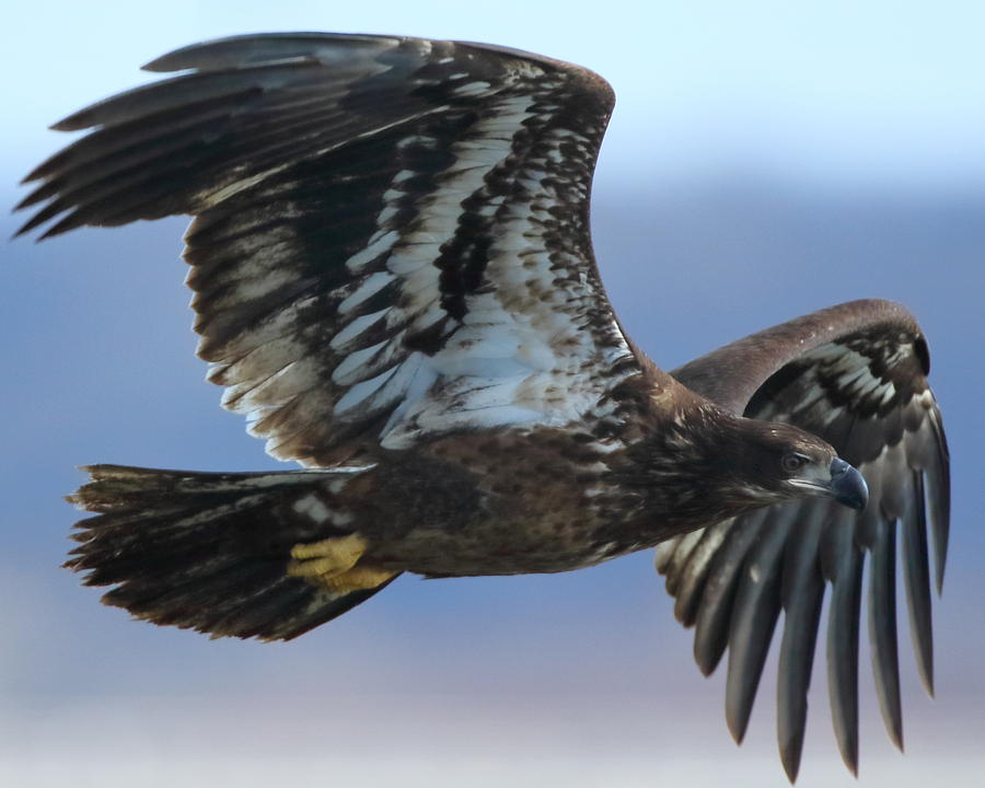 Juvenile Bald Eagle Photograph by Coby Cooper