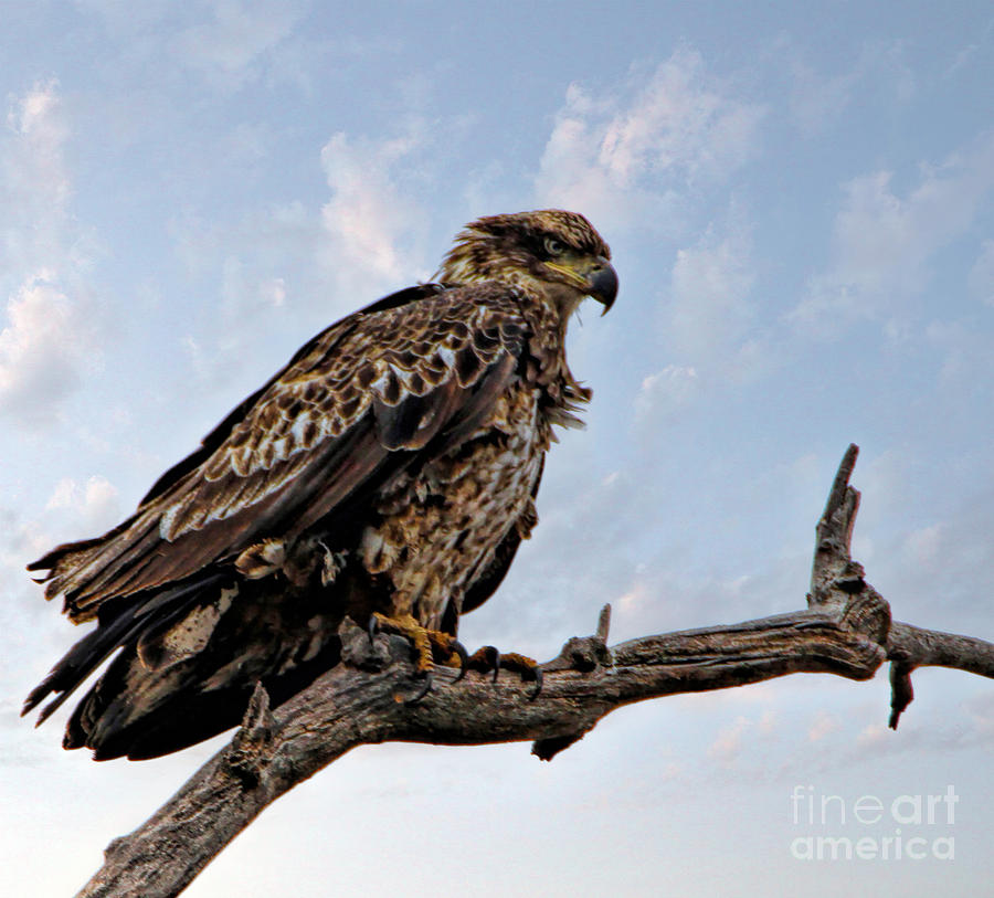 Juvenile Bald Eagle Photograph by Elizabeth Winter