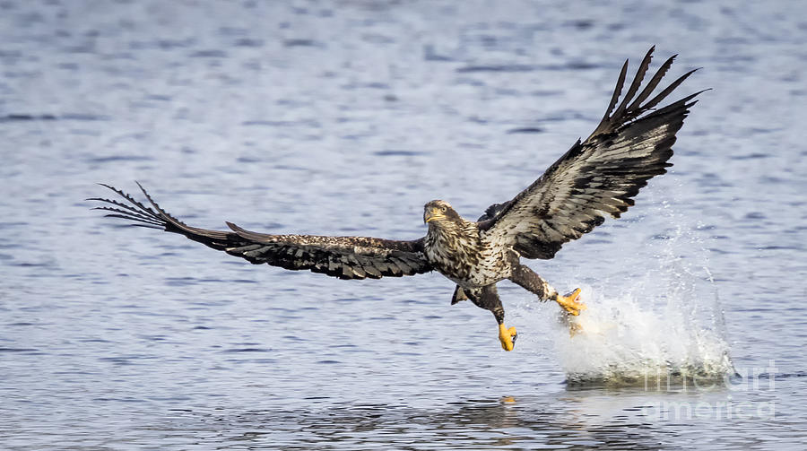 Canon Photograph - Juvenile Bald Eagle Fishing by Ricky L Jones Canon Photograph - Juvenile Bald Eagle Fishing by Ricky L Jones