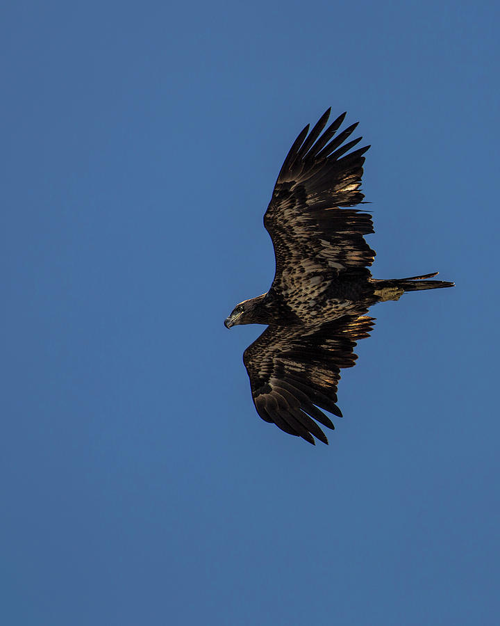 Juvenile Bald Eagle Gliding Photograph by Jemmy Archer