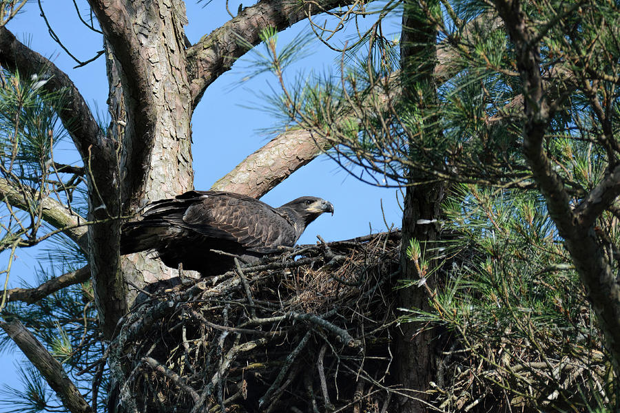 Juvenile Bald Eagle In Nest Shiloh Tennessee 052620156498 Photograph