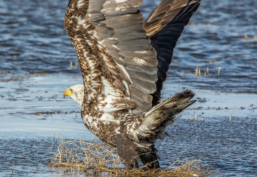 Juvenile Bald Eagle in Water Photograph by Marc Crumpler