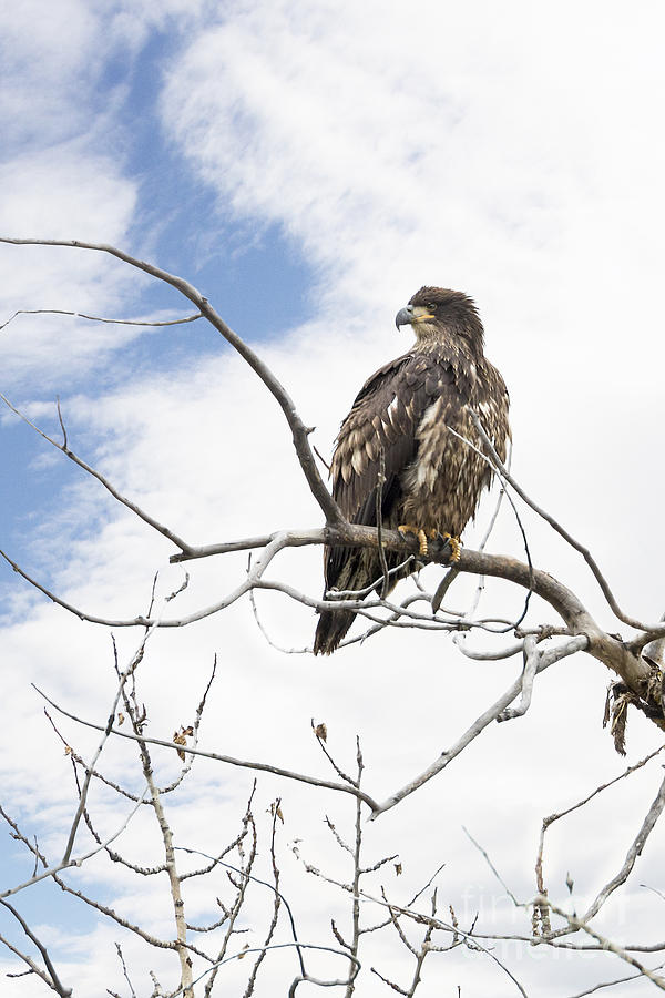 Juvenile Bald Eagle Photograph by Jemmy Archer