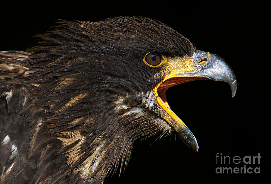 Juvenile Bald Eagle Photograph by Joerg Lingnau