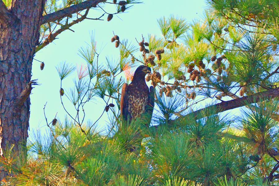 Juvenile Bald Eagle Photograph by Lisa Wooten