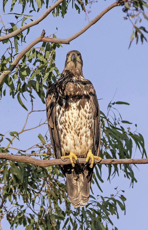 Juvenile Bald Eagle Photograph by Loree Johnson