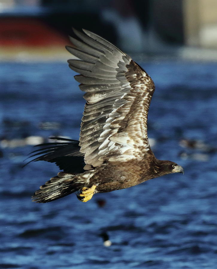 Juvenile Bald Eagle over water Photograph by Coby Cooper