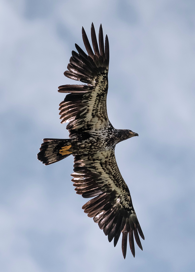 Juvenile Bald Eagle Overhead Photograph by Loree Johnson