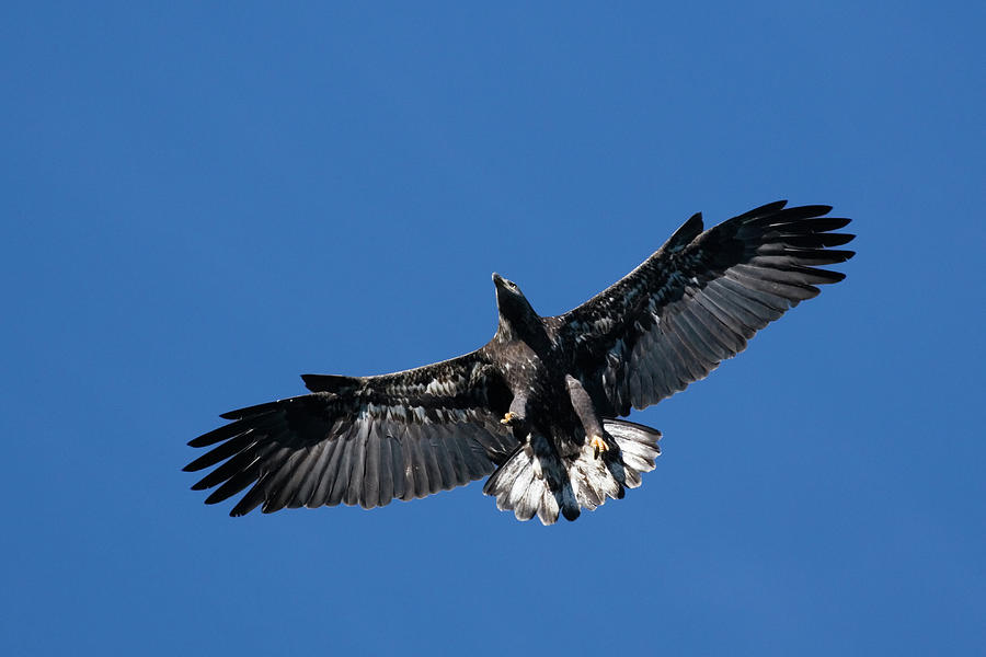 Wildlife Photograph - Juvenile Bald Eagle by Randall Ingalls