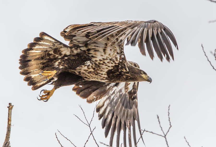 Juvenile Bald Eagle Take Off Photograph by Marc Crumpler
