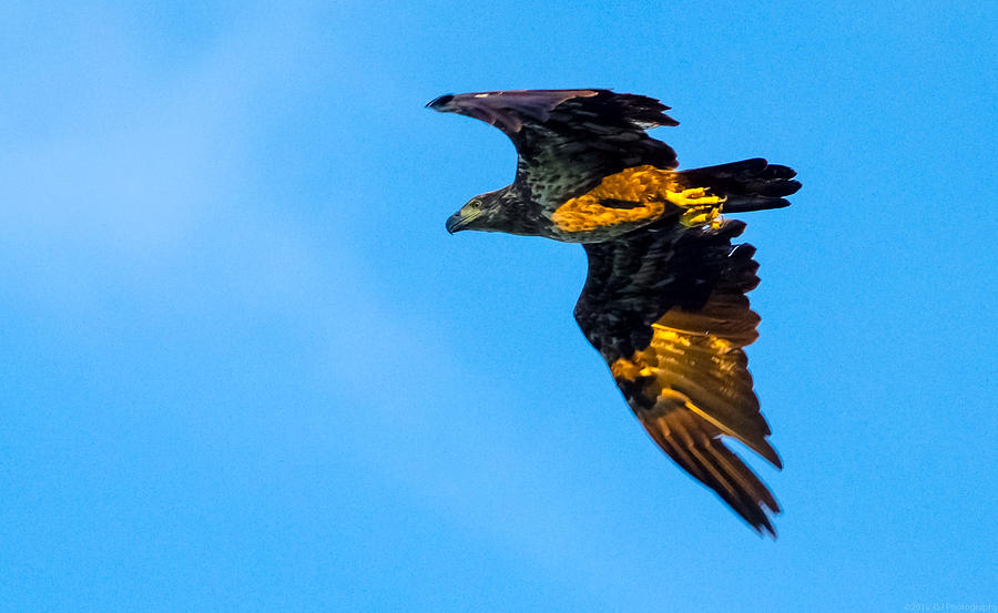 Juvenile Bald Eagle Talons Photograph by Jeff at JSJ Photography