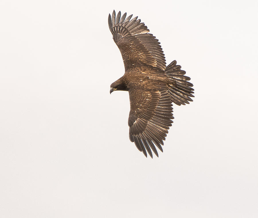Eagle Photograph - Juvenile Bald Eagle by Tam Ryan