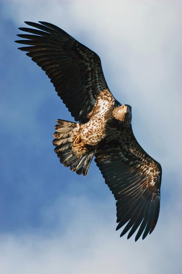 Wildlife Photograph - Juvenile Bald Eagle Two by Randall Ingalls