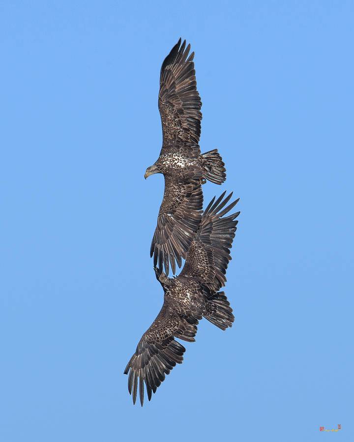 Juvenile Bald Eagles DRB0226 Photograph by Gerry Gantt
