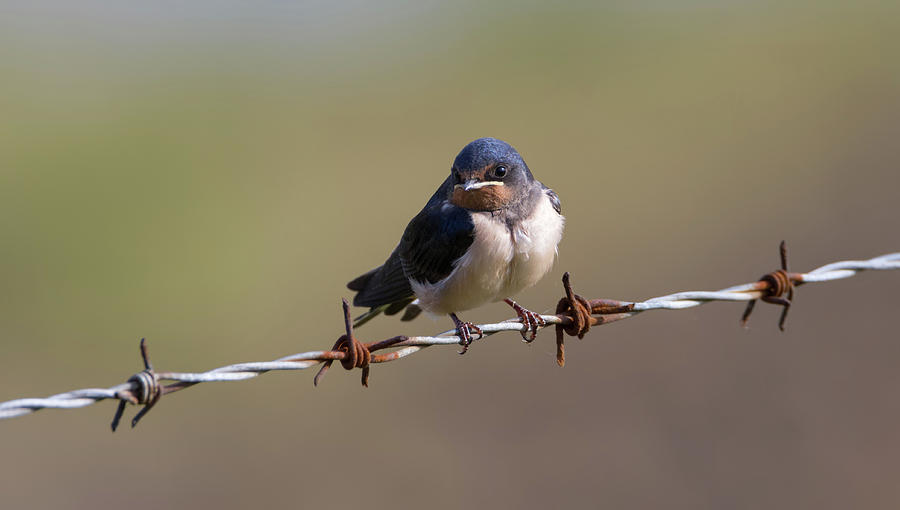 Juvenile Barn Swallow Landscape Photograph by Pete Walkden