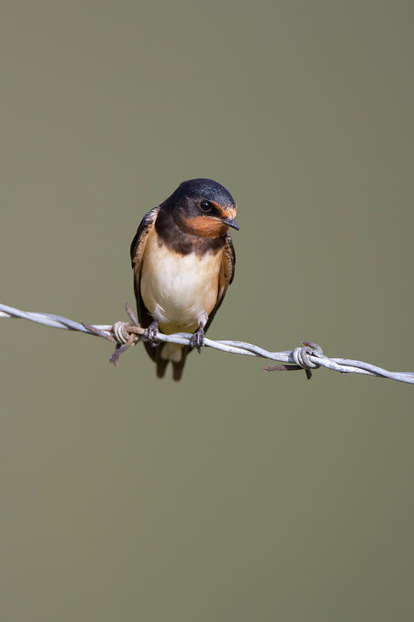 Swallow Photograph - Juvenile Barn Swallow by Pete Walkden