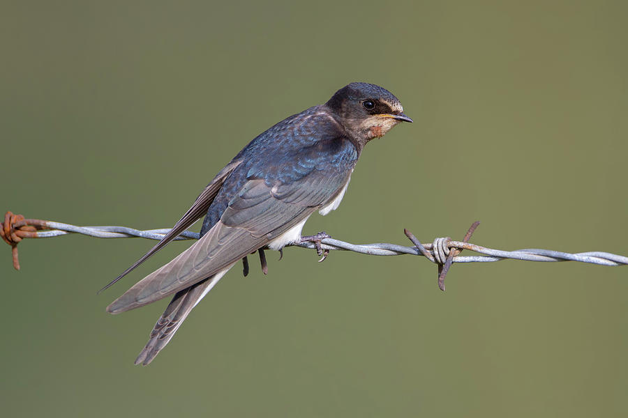 Juvenile Barn Swallow Side On Photograph by Pete Walkden