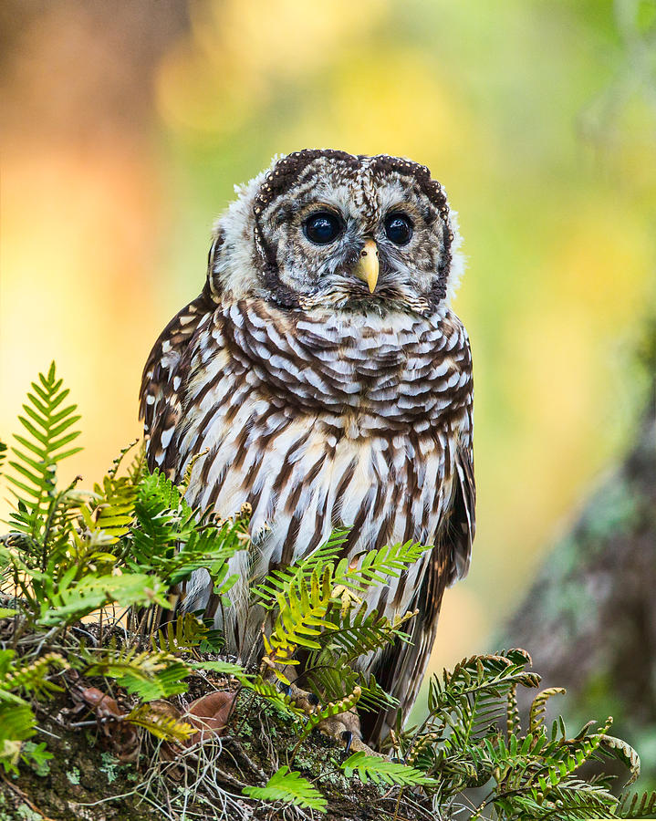 Juvenile Barred Owl 8x10 Photograph by David Eppley