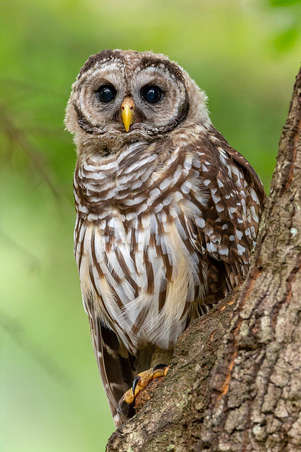 Owl Photograph - Juvenile Barred Owl by David Eppley