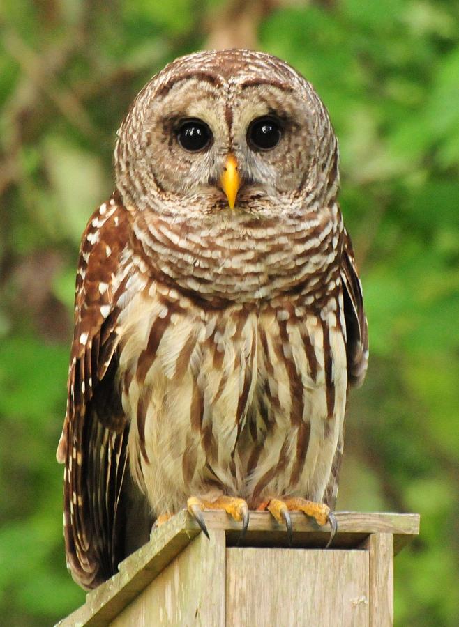 Juvenile Barred Owl Photograph by Jack Cushman