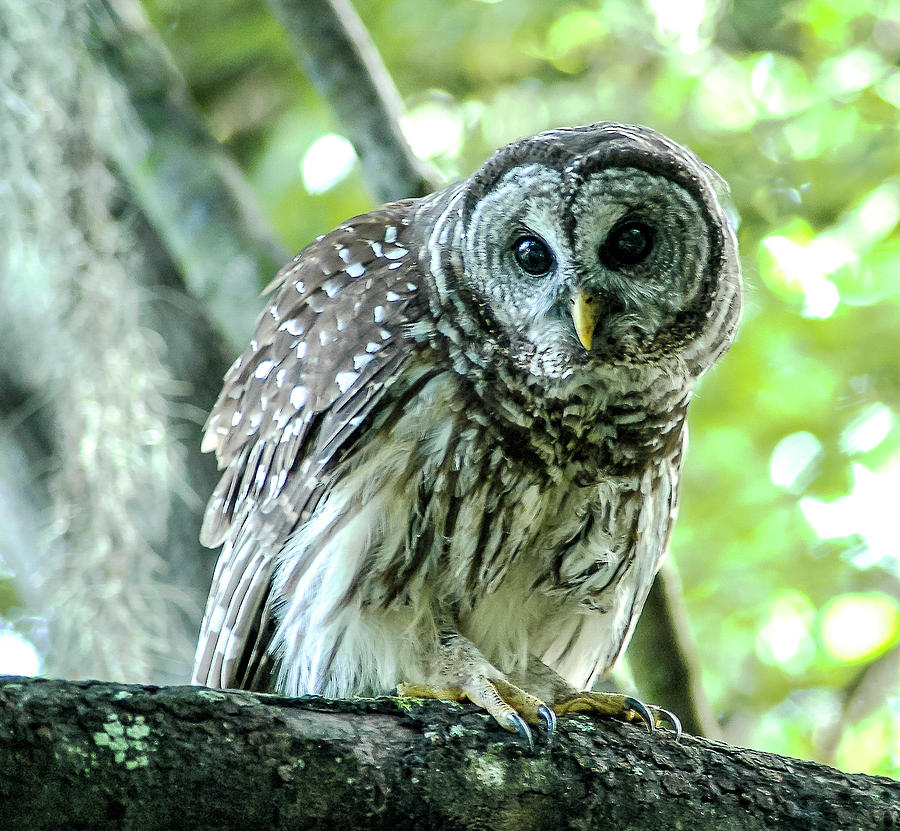 Juvenile Barred Owl Photograph by Norman Johnson