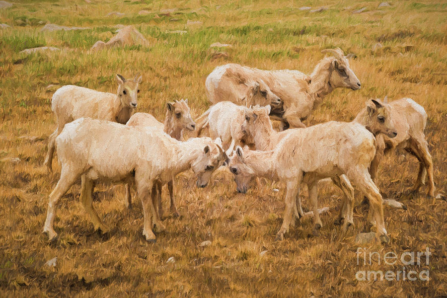 Juvenile Bighorn Sheep Practice Fighting Photograph by Priscilla Burgers