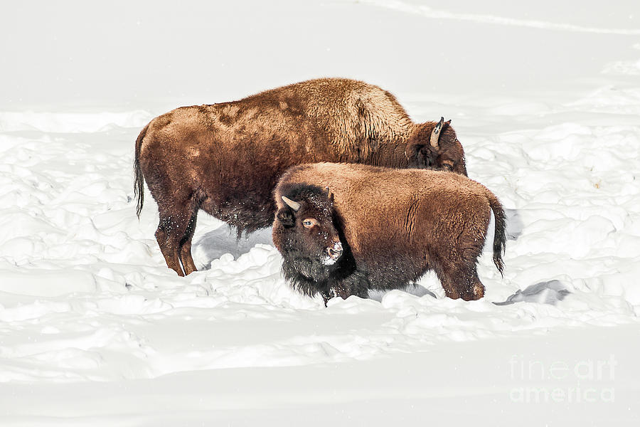 Yellowstone National Park Photograph - Juvenile Bison with Adult Bison by Sue Smith