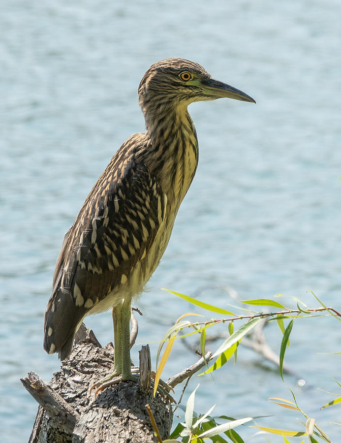 Juvenile Black-Crowned Night-Heron Photograph by Elizabeth Waitinas