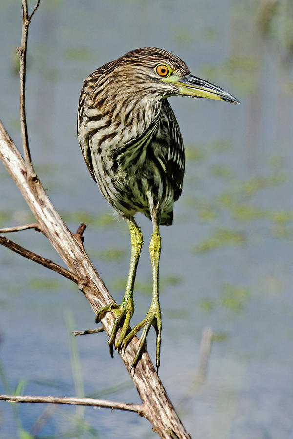 Juvenile Black-Crowned Night Heron I Photograph by Dawn Currie