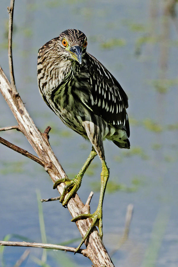 Juvenile Black-Crowned Night Heron II Photograph by Dawn Currie