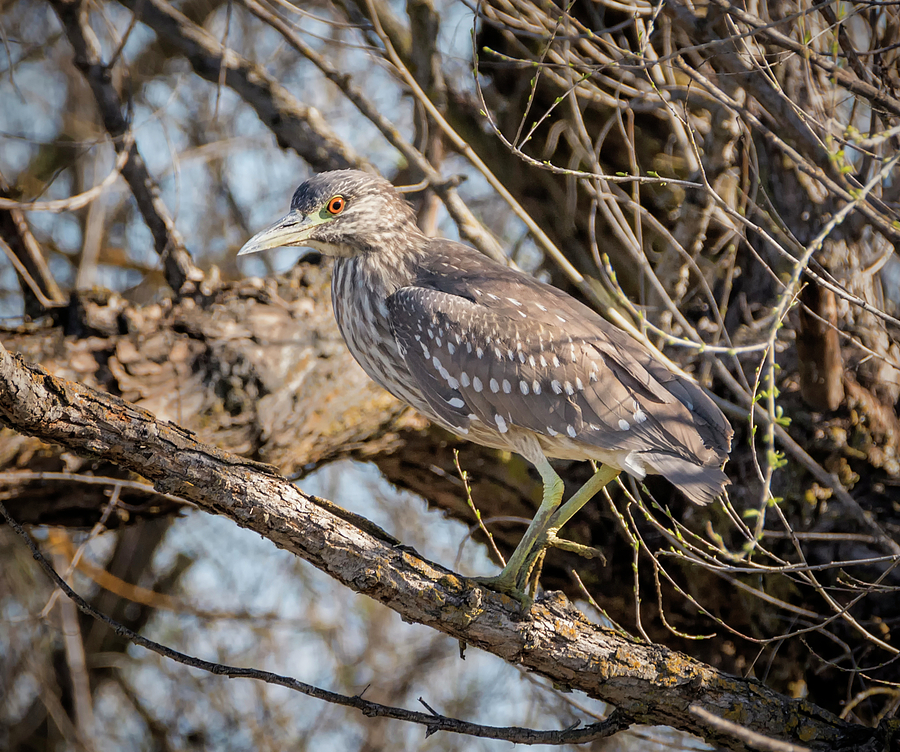 Juvenile Black Crowned Night Heron Photograph by Loree Johnson
