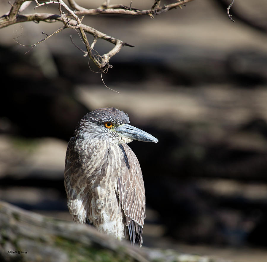 Nature Photograph - Juvenile Black Crowned Night Heron by Michelle Constantine