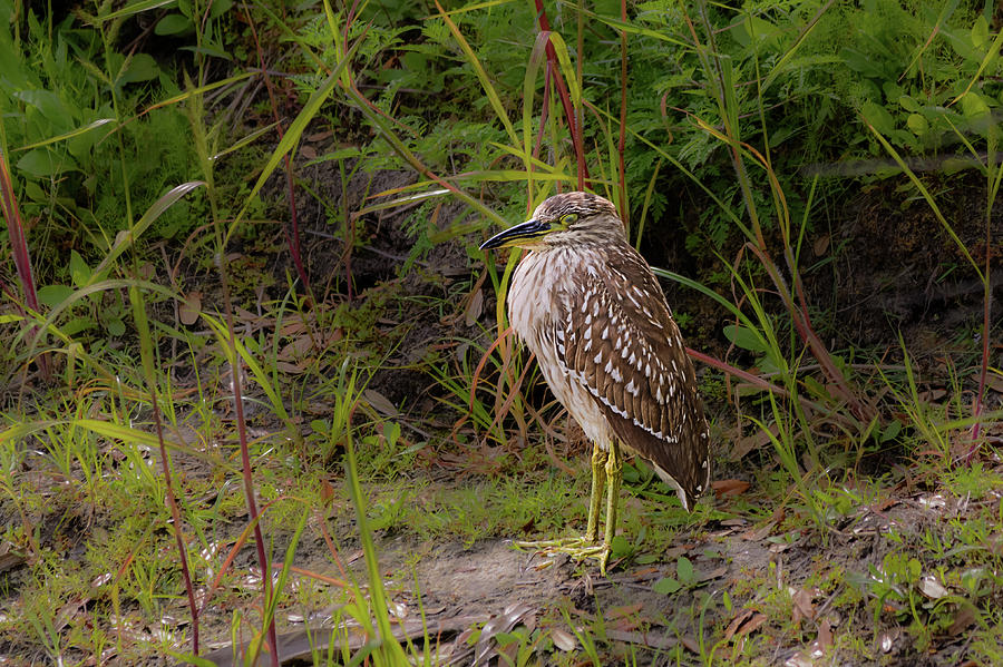 Juvenile Black-crowned Night-heron Photograph by Robert Mitchell