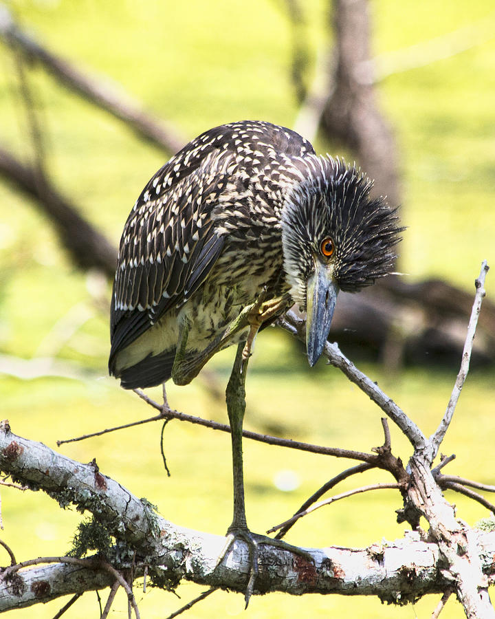 Juvenile Black Crowned Night Heron Photograph by TN Fairey