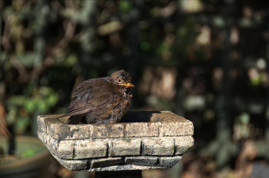 Juvenile Blackbird Photograph by Chris Day