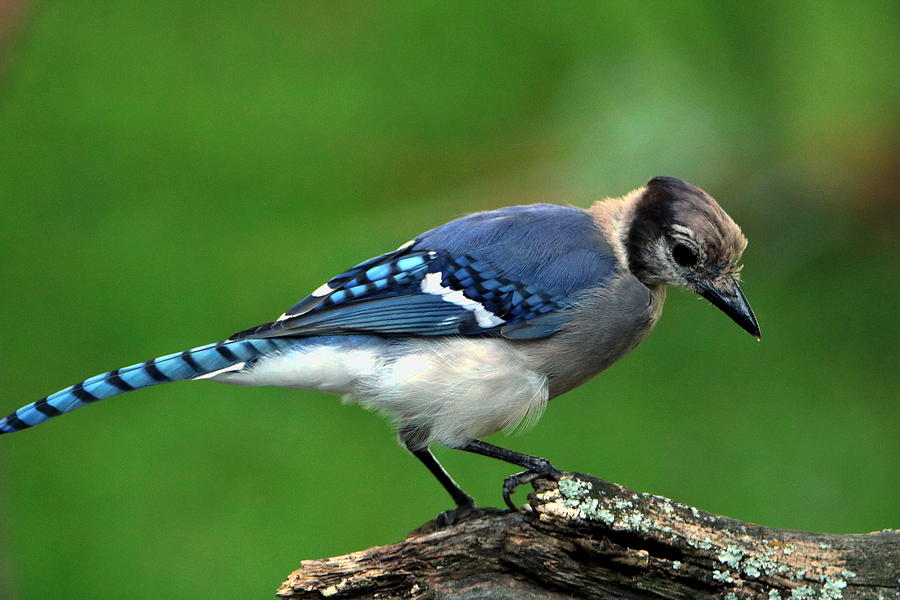 Juvenile Blue Jay  Photograph by Sheila Brown