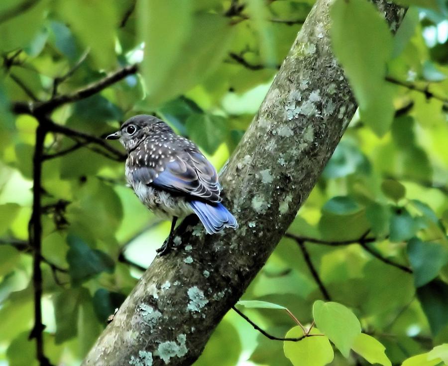 Juvenile Bluebird Photograph by Katherine White